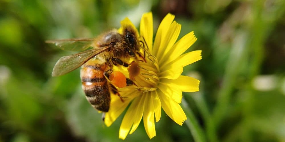 Pest Control Services in Bend